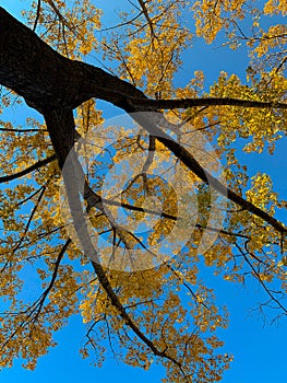 Beautiful autumn tree in Canadian park.