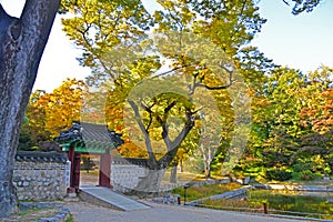 A beautiful autumn tree in Changdeokgung secret garden