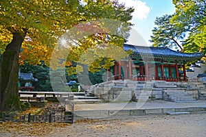 A beautiful autumn tree in Changdeokgung secret garden