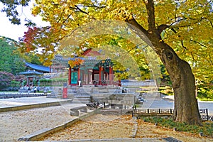 A beautiful autumn tree in Changdeokgung secret garden