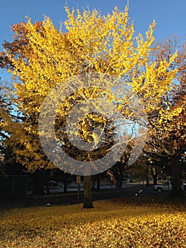 Beautiful Autumn Tree with falling leaves photo