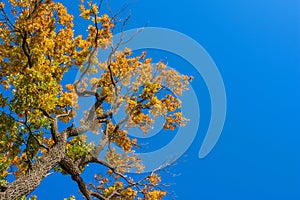 Beautiful autumn tree. Large crown of centuries-old Oak Quercus tree. Yellow, green leaves against a blue sky.