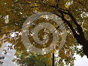 A beautiful autumn tree with leaves