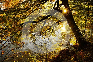 Beautiful autumn tree at a river with a sunstar. The ground is covered with dry leaves. Germany, Baden-Wuerttemberg