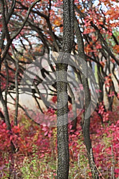 Beautiful autumn trees