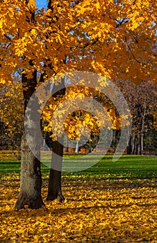 Beautiful autumn trees. Autumn landscape.