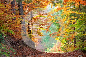 Beautiful Autumn Trees in the colorful forest, yellow, green an