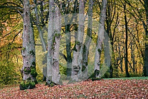 beautiful autumn trees colorful landscape