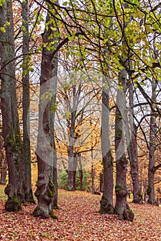 Beautiful autumn trees colorful landscape