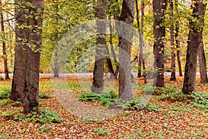 Beautiful autumn trees colorful landscape