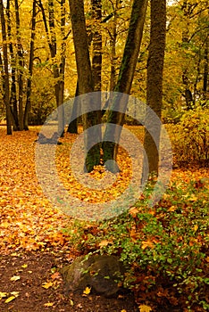 Beautiful autumn trees colorful landscape