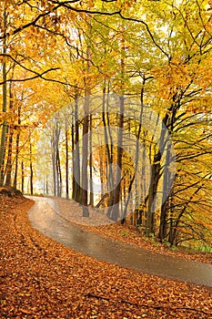 Beautiful autumn trees and road