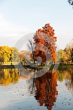 Beautiful autumn trees in Tineretului Park from Bucharest City