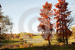 Beautiful autumn trees in Tineretului Park from Bucharest City