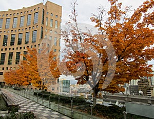Beautiful autumn trees on Vancouver Central Libraryâ€™s rooftop garden, BC, Canada.