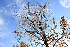 Beautiful autumn trees with yellow leaves