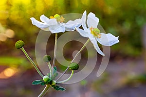 beautiful autumn white anemone flowers close-up.