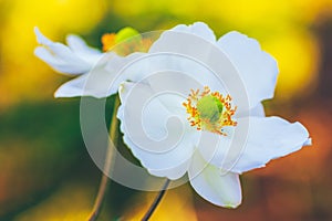 beautiful autumn white anemone flowers close-up.