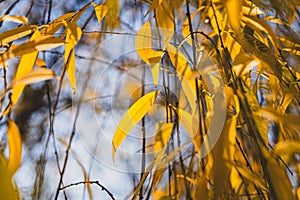 beautiful autumn willow tree leaves palette colours