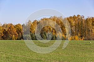 Beautiful autumn yellow orange trees forest park on a background of meadow field