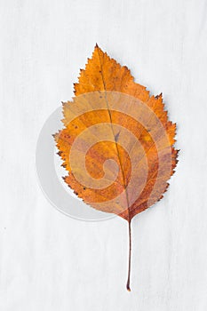 Beautiful Autumnal Background. Dry Orange yellow leaf on white cotton linen fabric. Back to School Thanksgiving Concept