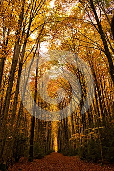 Mata de Haya, amazing beech forest. Belagua Valley, Navarre, Spain photo