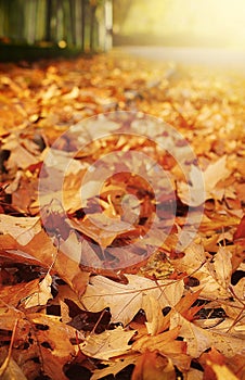 Beautiful autumnal carpet of leaves on park floor.