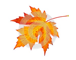 Beautiful autumnal colorful maple leaf on white background with space for text. Top view, flat lay