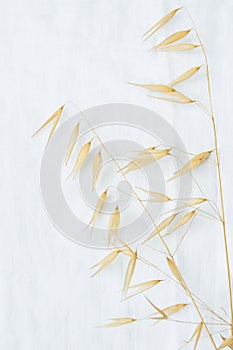 Beautiful Autumnal Easter Wedding Background. Dry Wild Oats Beige Yellow Flowers on White Linen Fabric. Minimalist Japanese Style