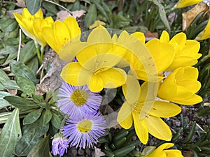 Autumnal flowers. Yellow Crocus Colhicum and New England Aster in autumn garden