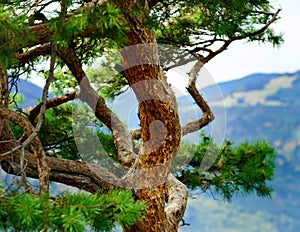 Beautiful autumnal forest details, natural landscape