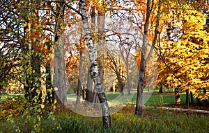 Beautiful autumnal meadow in forest at daylight. Bright colored fall day in the woods. Forest landscape at the end of autumn