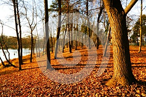 Beautiful Autumnal Park