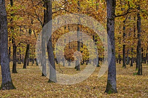 Beautiful Autumnal park. Beauty nature scene. Autumn landscape, Trees and Leaves, foggy forest