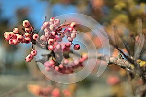Beautiful autumnal pink berries of Sorbus vilmorinii Rowan tree