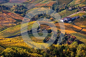 Beautiful autumnal vineyards on the hills of Langhe in Northern Italy.