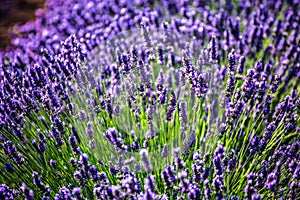 Beautiful avender flowers close up