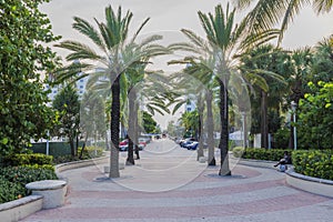 Beautiful avenue adorned with palms and lush tropical flora stretching into the horizon.