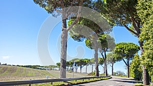 Beautiful avenue on a country road near Orvieto Umbria Italy