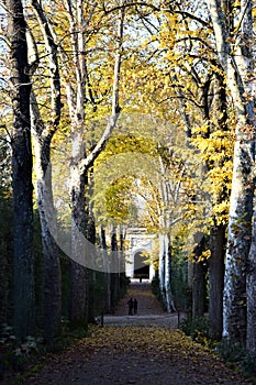 Beautiful avenue with large plane trees on the sides with colored leaves in the Boboli garden, in Florence.