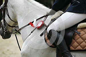 Beautiful award-winning horse galloping in the arena