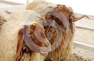 Beautiful awassi sheeps