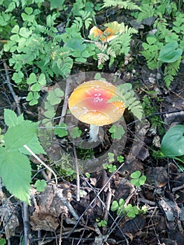 A beautiful awesome nonseducant fly agaric in the autumn forest