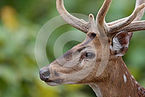 Beautiful axis deer in the nature habitat in India