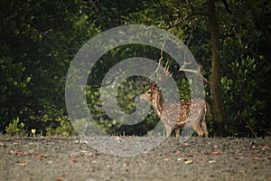 Beautiful axis deer from Sundarbans tiger reserve in India