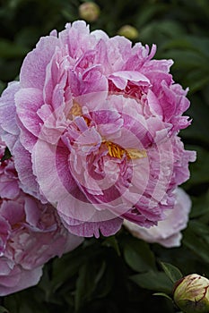 Beautiful Aza Gray pale  pink flower peony lactiflora in summer garden, close-up photo