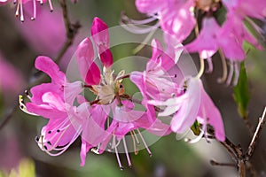 Beautiful Azalea Blooming Along the Blue Ridge Parkway