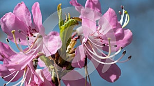 Beautiful Azalea Blooming Along the Blue Ridge Parkway