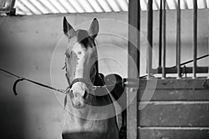 Beautiful Azteca horse in cross ties, black and white