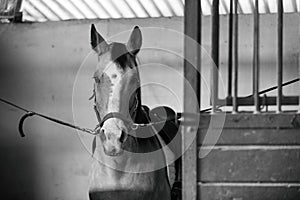 Beautiful Azteca horse in cross ties, black and white photo